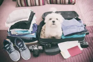 Our Puppy Travel Checklist: What To Pack