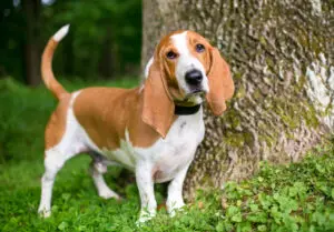 Petland Texas picture of Basset Hound in the outdoors staring at the camera.