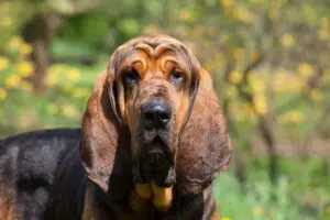 Petland Texas picture of cute Bloodhound puppy looking at camera..
