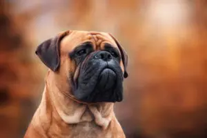 Petland Texas picture of Bullmastiff looking off into the distance.