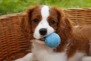Petland Texas picture of a cute Cavalier King Charles Spaniel with a little blue ball and staring at the camera.