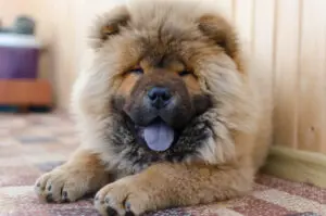 Petland Texas picture of Chow Chow puppy staring at the camera with its tongue out.
