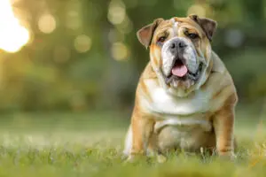 Petland Texas picture of cute English Bulldog staring at the camera.