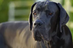 Petland Texas picture of a Great Dane looking at the camera.