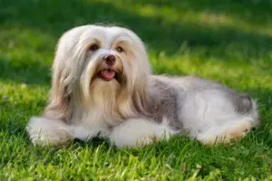 Petland Texas picture of a cute Havanese puppy lying on a grassy field.