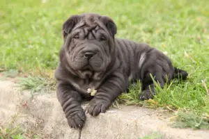 Petland Texas picture of a cute Sharpei puppy lying in the garden.