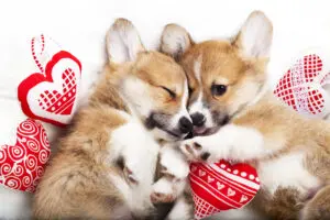 Puppy Playdate