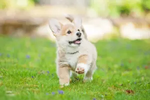 Exercise Tips That Your Puppy Will Appreciate