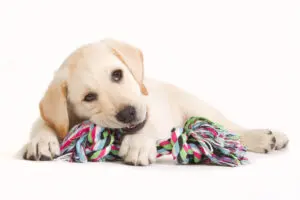 5 Must-Have Puppy Toys