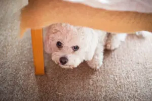 How to Protect Your Puppy on July 4th