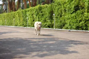 3 Tips To Ensure Your Puppy Never Gets Lost