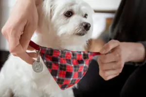 Why Puppy ID Tags Are Important
