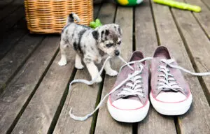 How to Stop Your Puppy From Chewing