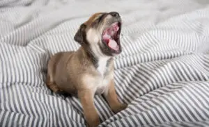 How Much Sleep Does Your Puppy Really Need?
