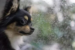 How to Calm Your Puppy During a Thunderstorm