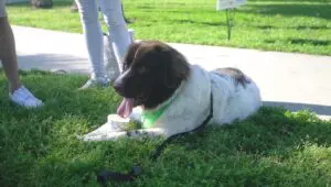 Petland Texas Participates in Walkathon