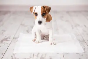 5 Ways You Can Puppy Proof Your House