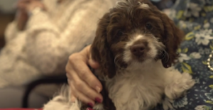 Petland Puppies Go to Community Center