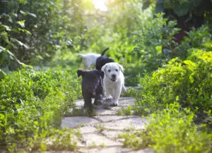 5 Summer Hazards for Your Puppy