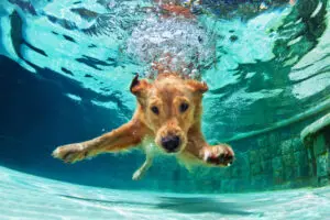 10 Summer Must-Haves For Your Puppy