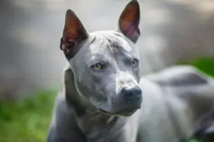 10 Rare Puppy Breeds You Should Know About