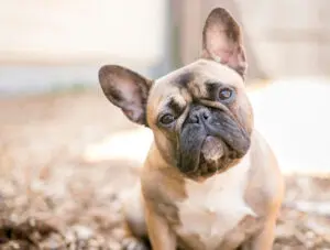 A Guide to Brachycephalic Dogs