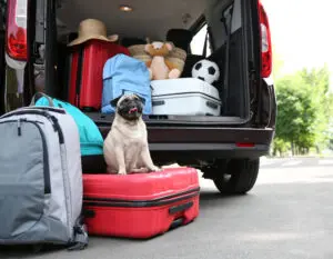 How to Travel Safely with Your Puppy