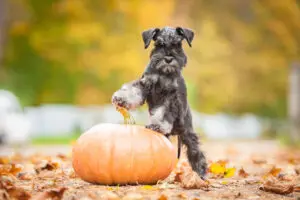 How To Throw A Puppy Halloween Party
