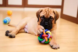 7 Things To Do With Your Puppy Indoors