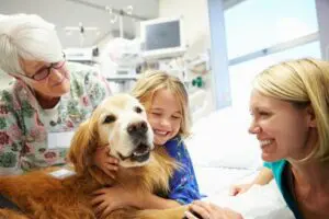 What is a Therapy Dog?
