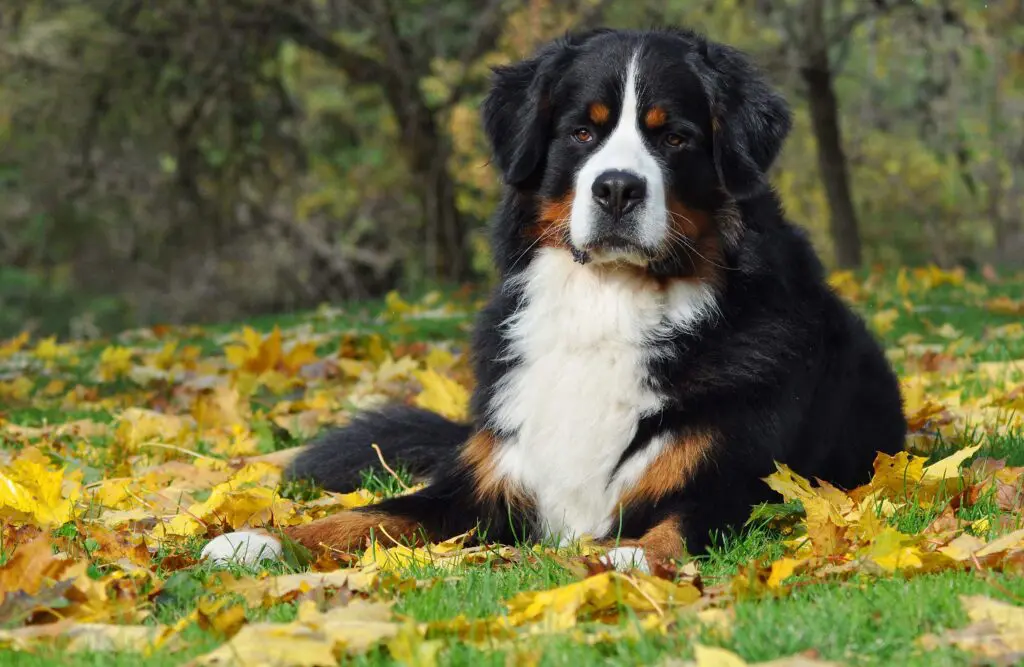 Bernese Mountain Dog sitting in a grassy field and looking at the camera for Petland Texas.
