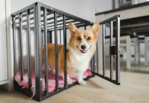 5 Best Dog Crates for Puppies