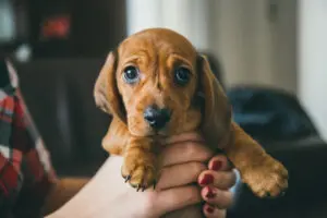 How to Help Your Puppy Adjust to Their New Home