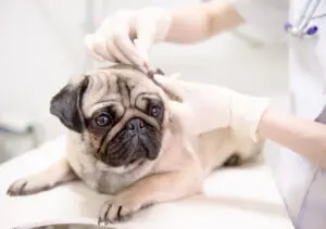 What to Expect During Your Puppy’s First Vet Visit
