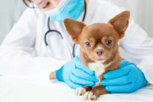 When Do Puppies Need to Be Dewormed?