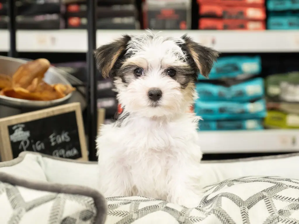 A beautiful Morkie puppy from our available puppies page sitting on a dog bed inside a Petland Texas store.