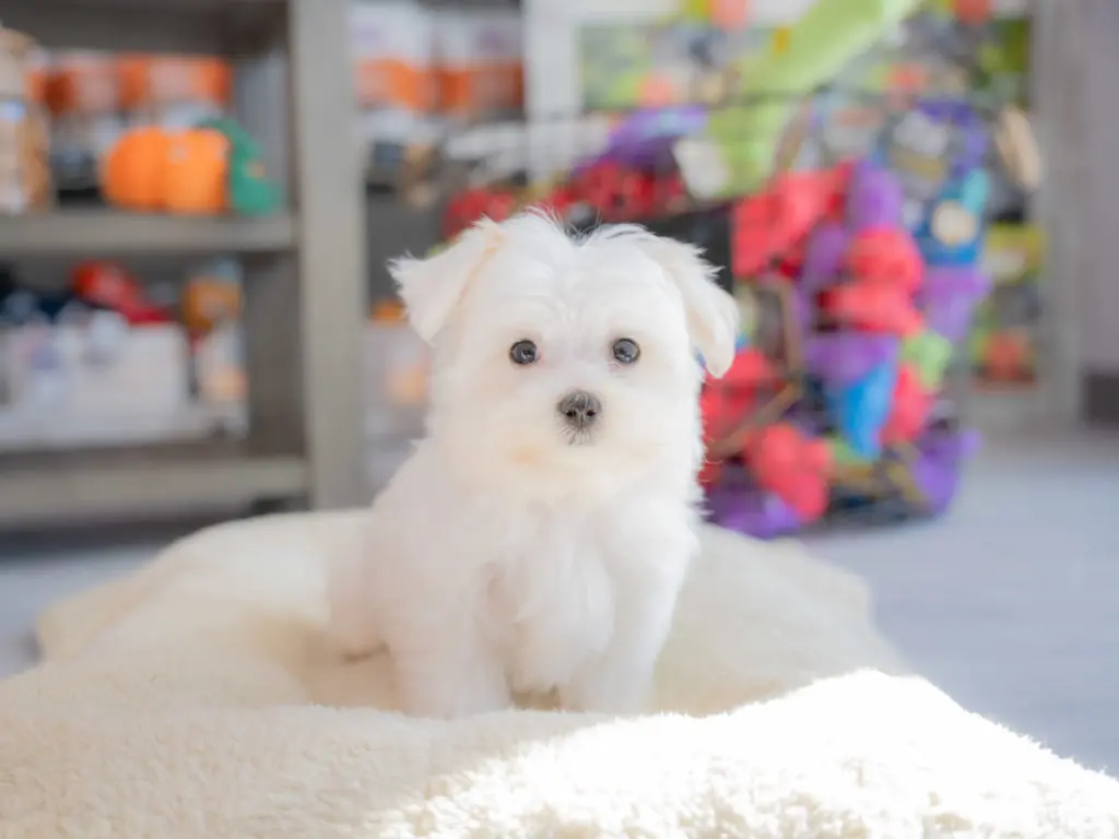 A cute white Morkie Poo puppy sits on a bed inside a Petland Texas store.