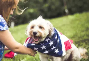 Pet Safety Tips for Memorial Day