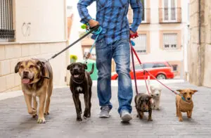 How to Hire the Right Dog Walker