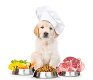 6 Ways to Improve Your Puppy’s Diet