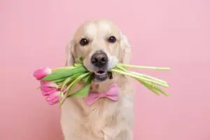 Happy Mother’s Day from Petland Texas