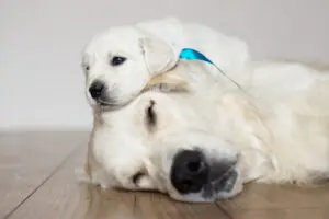 Golden Retriever: A Puppy You’ll Forever Love