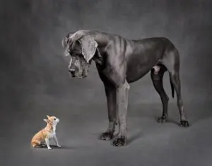 10 Reasons Why Owning a Great Dane Is the Best