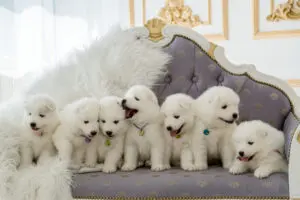 Facts About Samoyeds