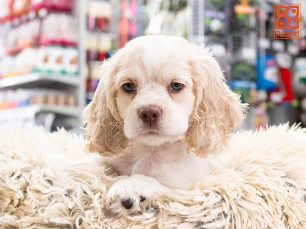Cocker Spaniel Image #1