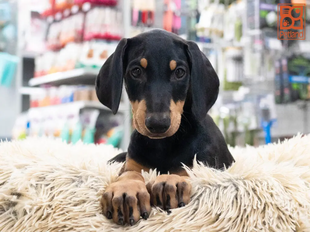 Doberman Pinscher Image #1