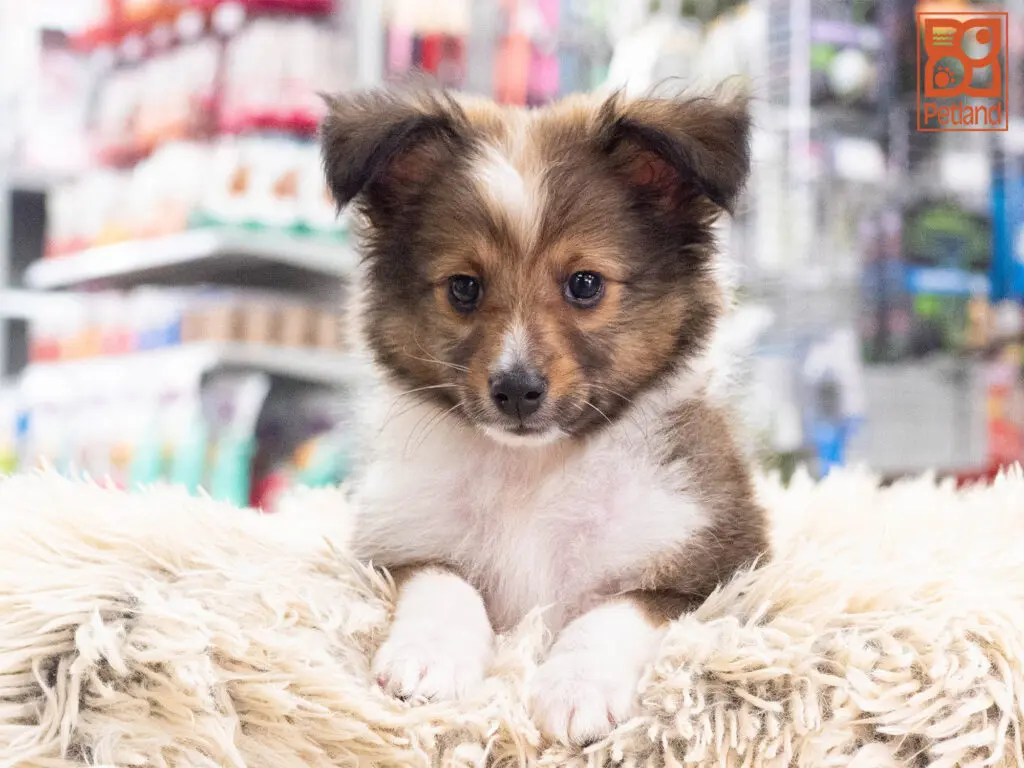 Shetland Sheepdog Image #1