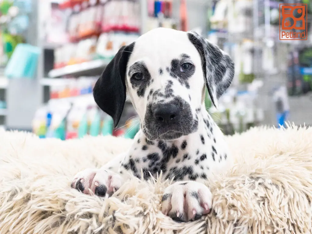 Dalmatian Image #1