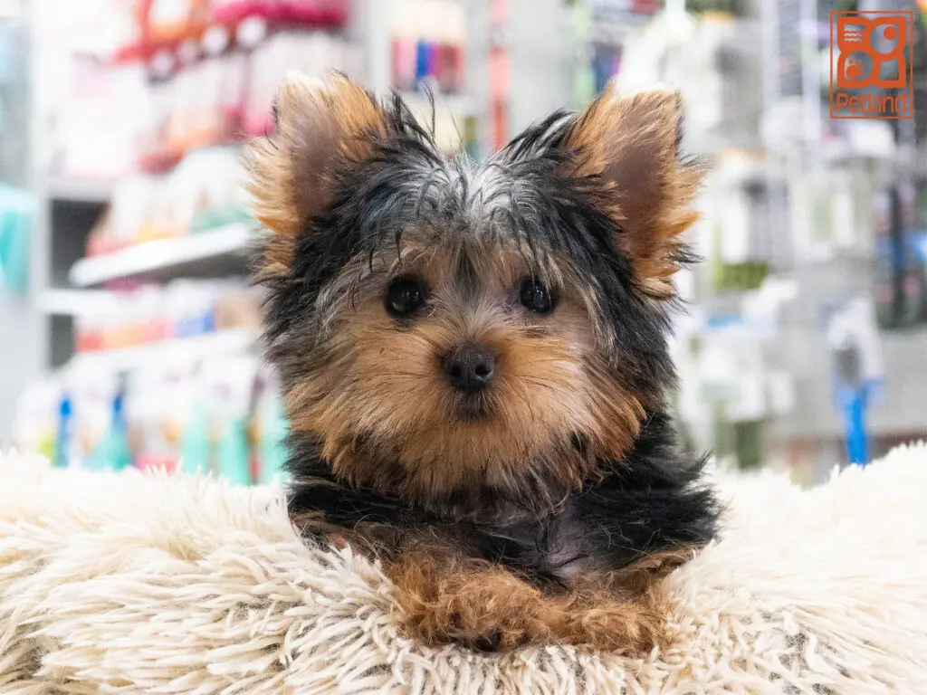 Yorkshire Terrier Image #1