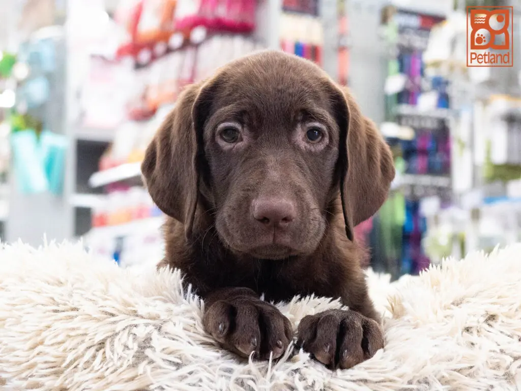 Labrador Retriever Image #1